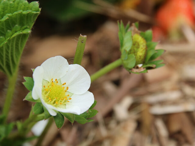 CULTO DEL NATALICIO DE MEISHU-SAMA 2025